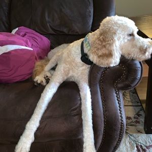 Meet your Posher, Gary